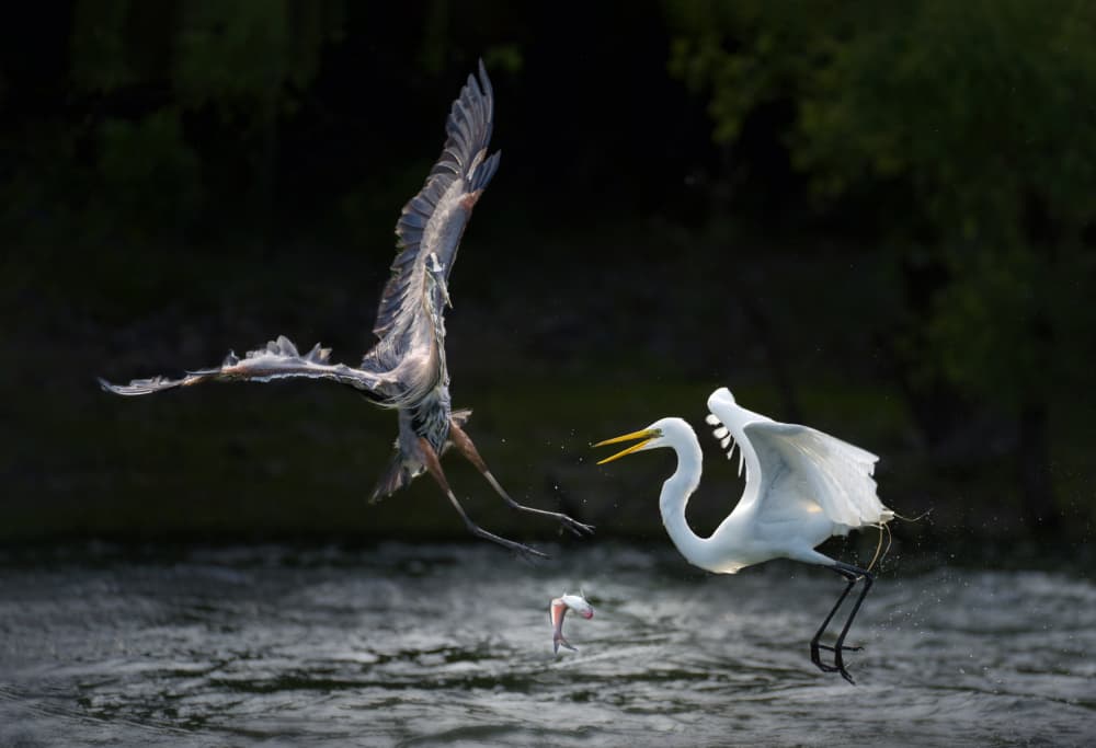 Birds Fishing Showdown by Qing Zhao — canvas wall art