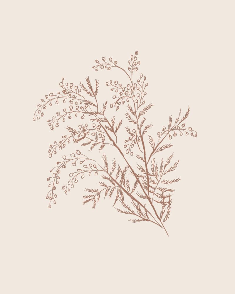 Acacia Botanical Branch