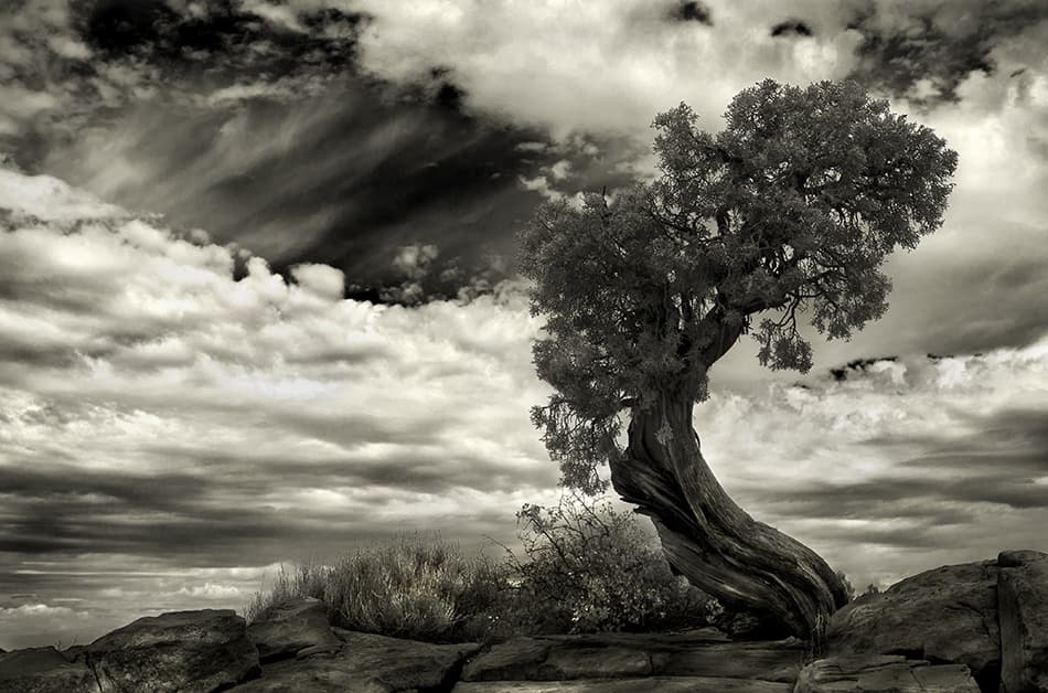 Ancient Twisted Tree by Jerome Zakka Bajjani — canvas wall art