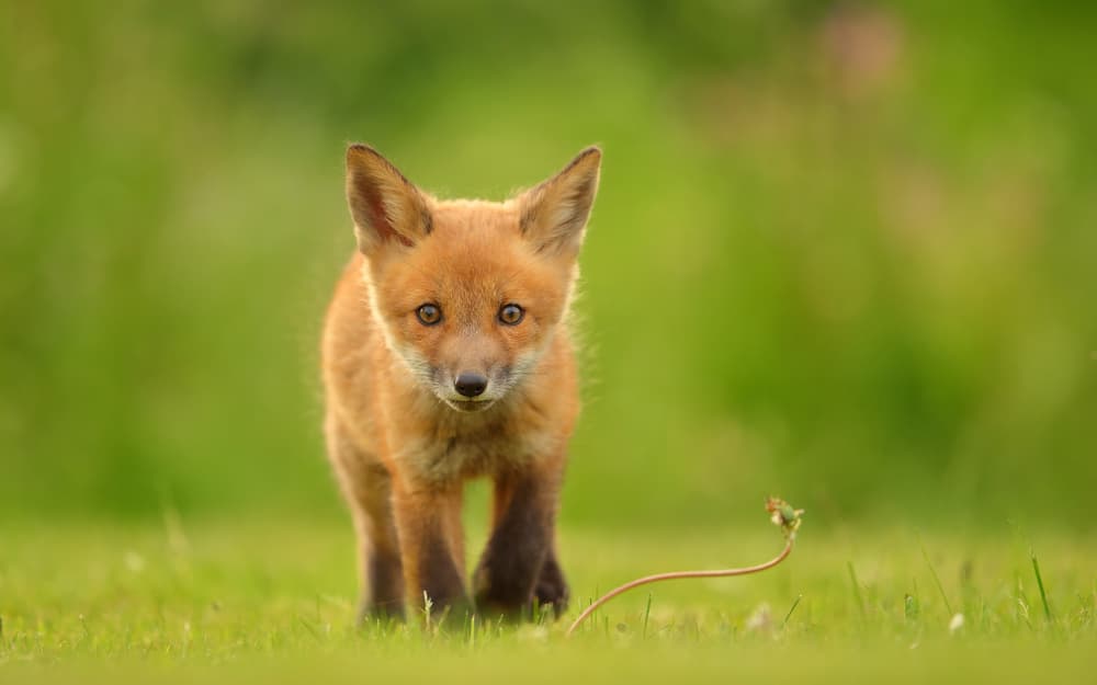 Curious Fox Kit by Assaf Gavra — canvas wall art