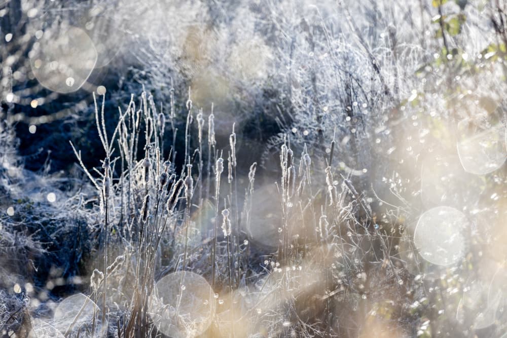 A Winter Morning 3 by Mareike Böhmer — canvas wall art