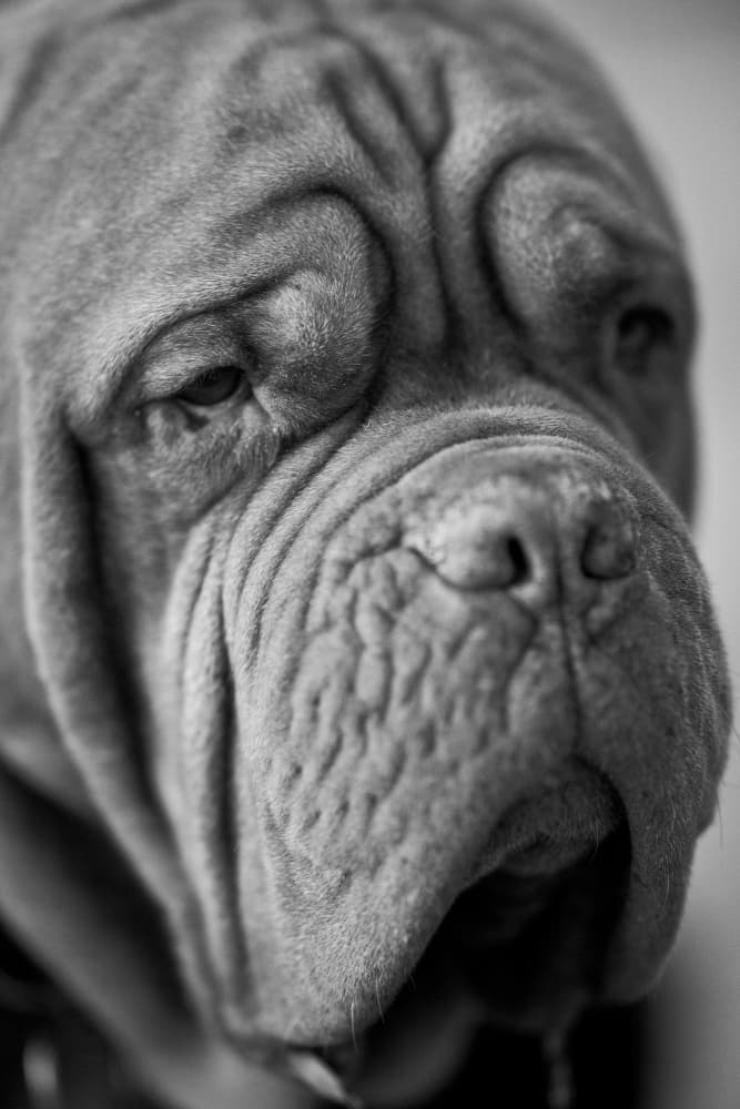 Thoughtful Mastiff Portrait by engin akyurt — canvas wall art