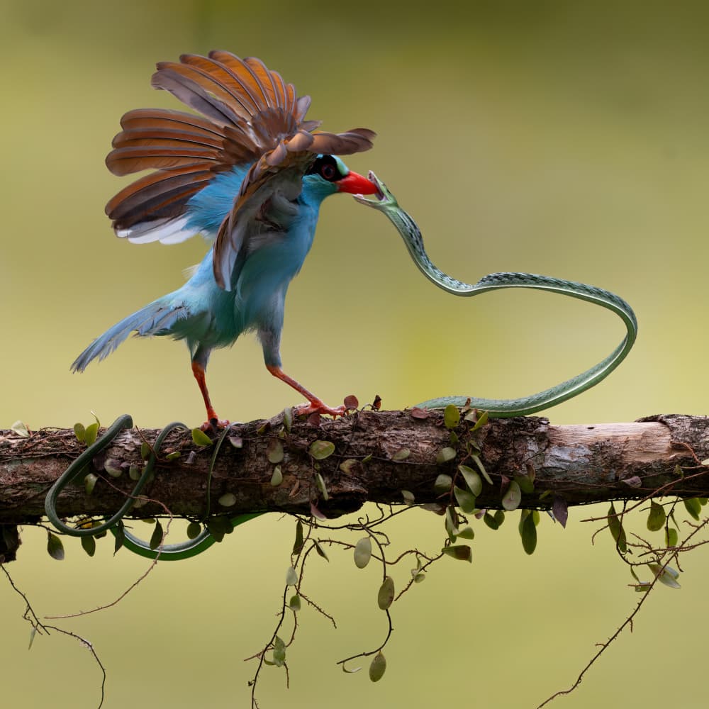 Bird Catches Snake by Lisdiyanto Suhardjo — canvas wall art