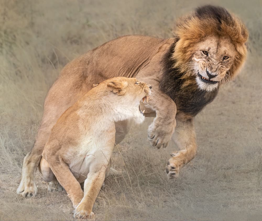 Lions In Conflict by James Cai — canvas wall art