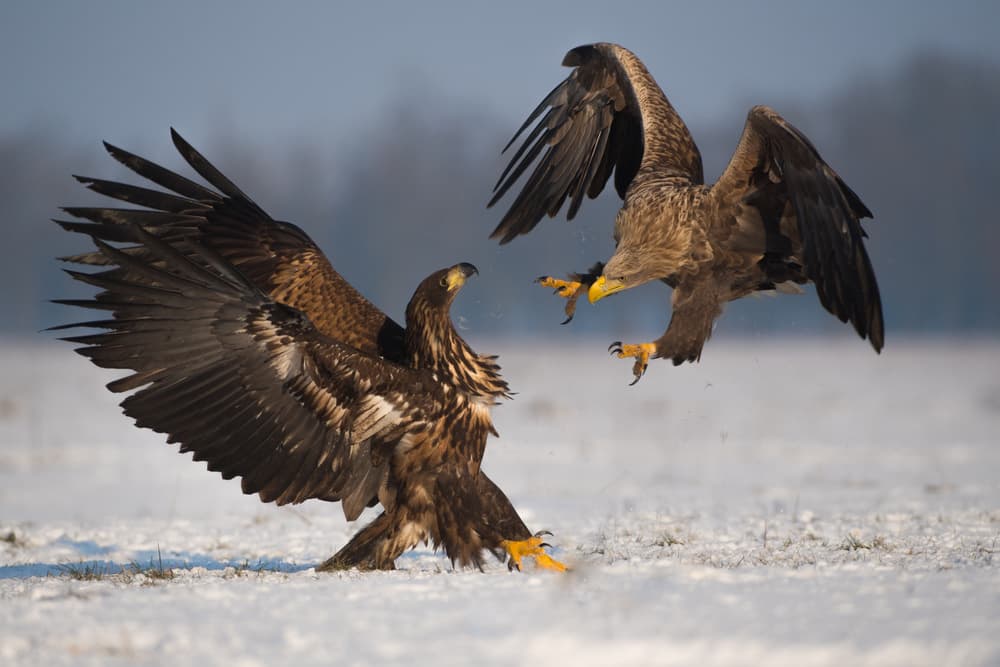 Majestic Eagles Confrontation by Mohammed Alnaser — canvas wall art