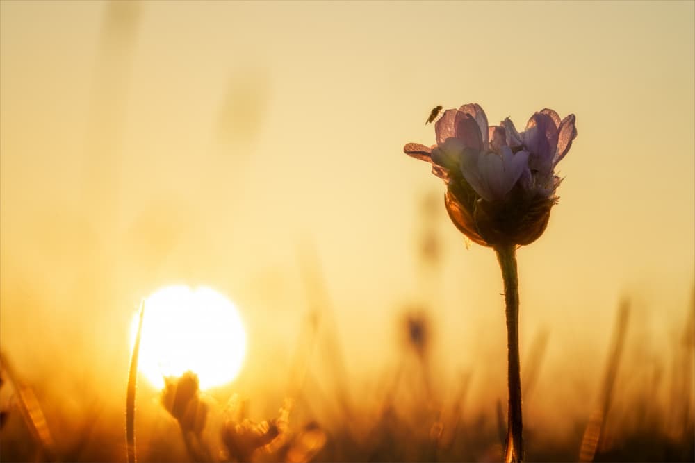 Golden Hour Bloom by Christiane Heggemann — canvas wall art