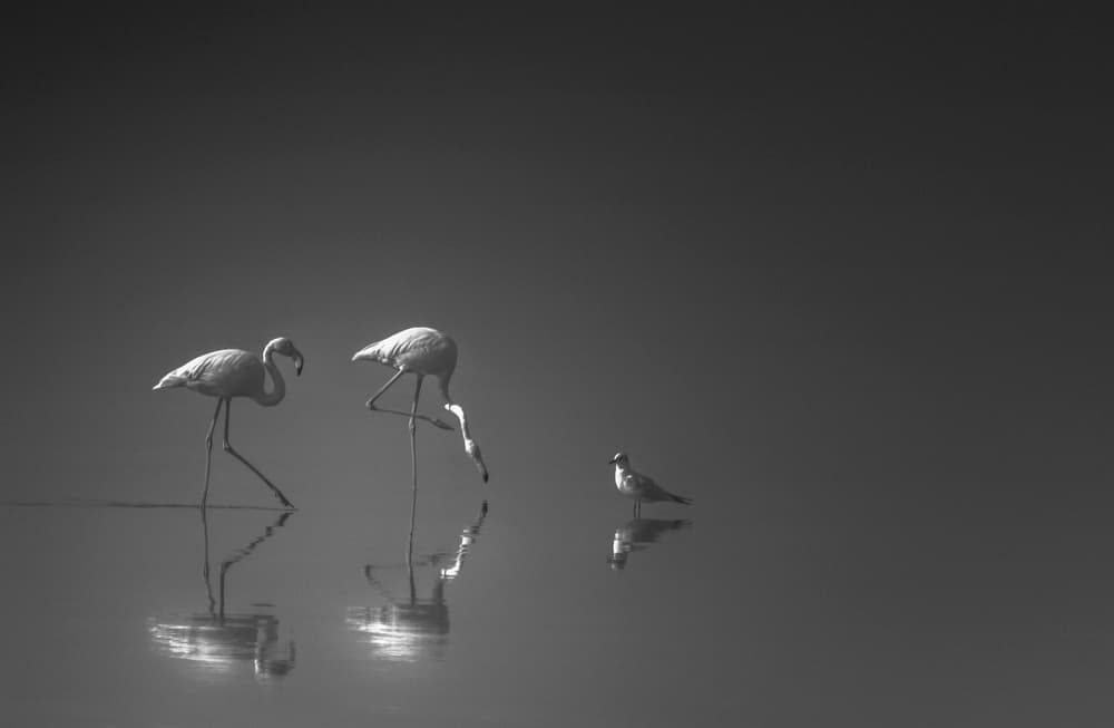 Wading Flamingos Reflection by Ahmed Thabet — canvas wall art