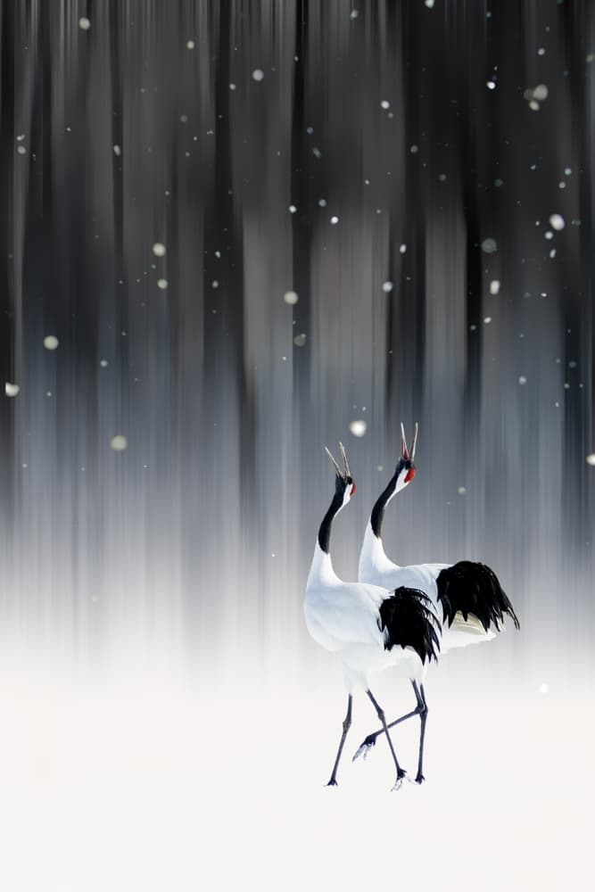Elegant Cranes in Snow by Ikuo Iga — canvas wall art