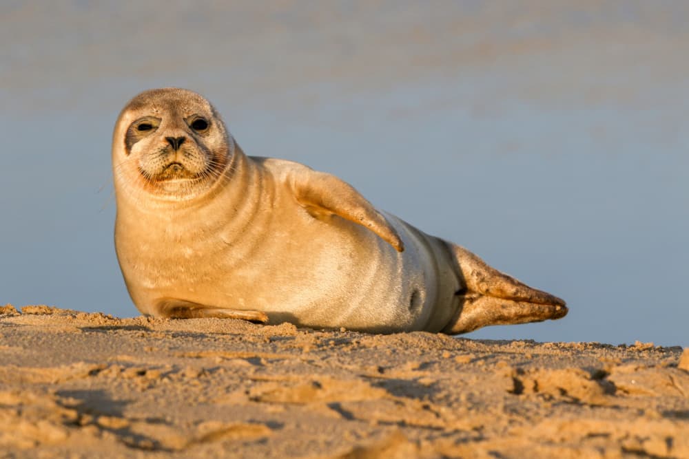 Golden Hour Beach Seal by Anne Ponsen — canvas wall art