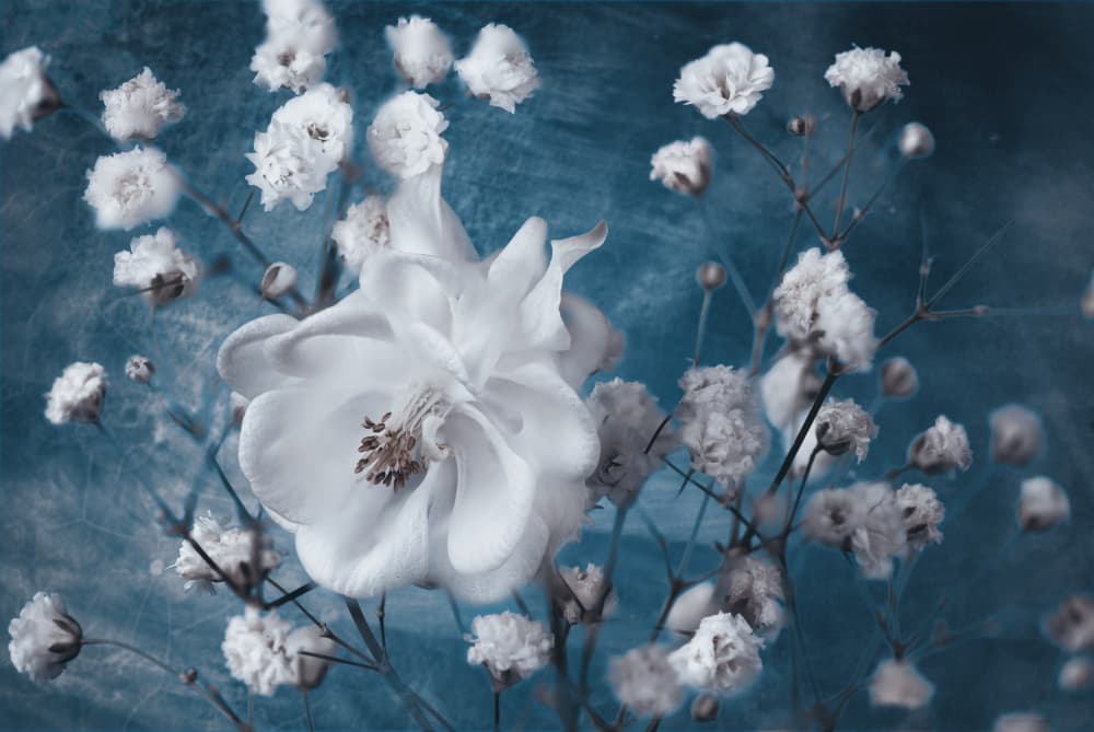 Dreamy White Blooms by Mike Kreiten — canvas wall art