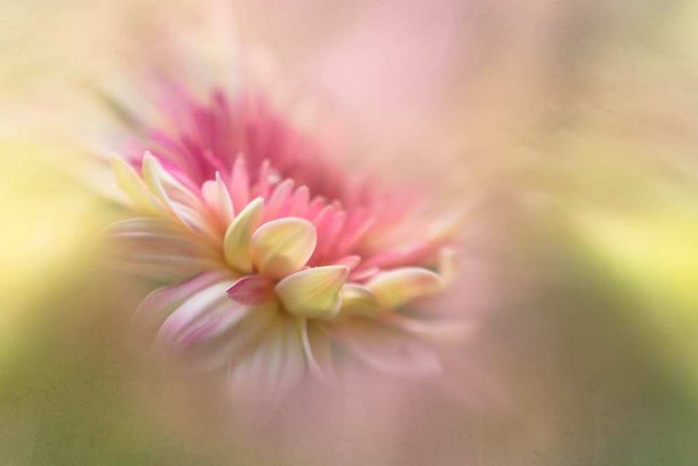 Dreamy Pink Bloom by Penny Myles — canvas wall art