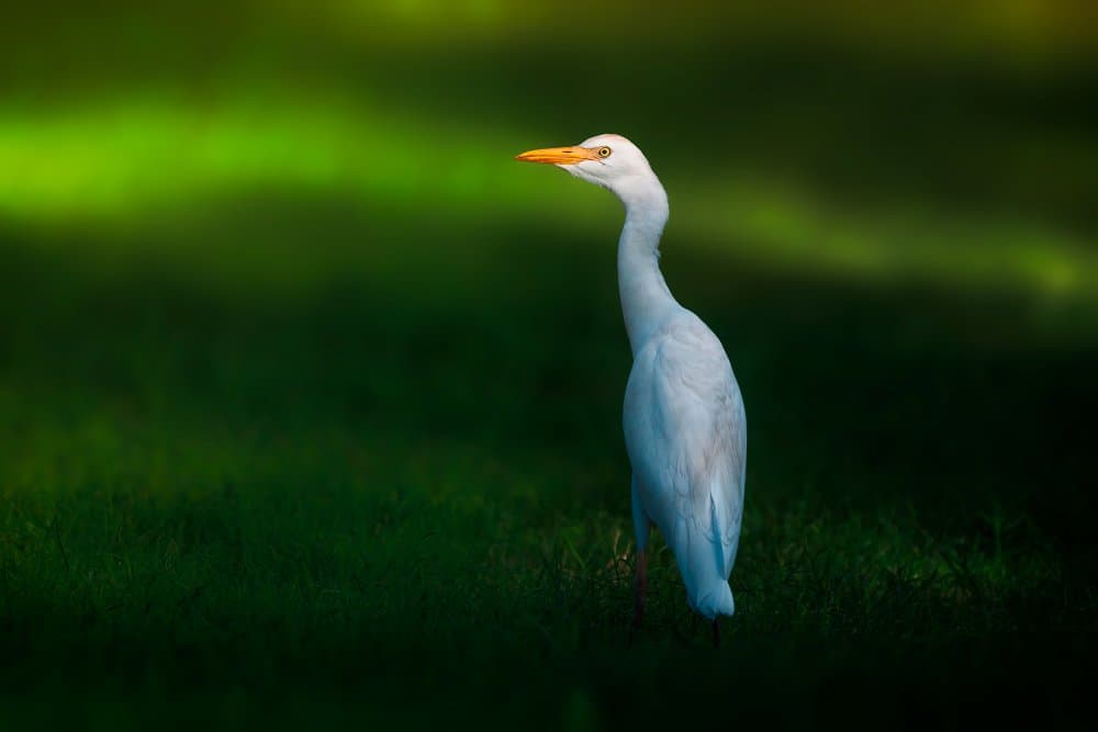 Peaceful Egret Portrait by Sina Pezeshki — canvas wall art