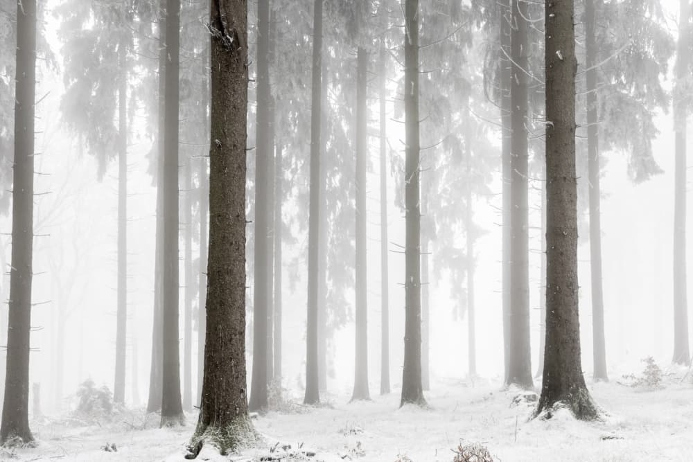 Winter Forest by Mareike Böhmer — canvas wall art