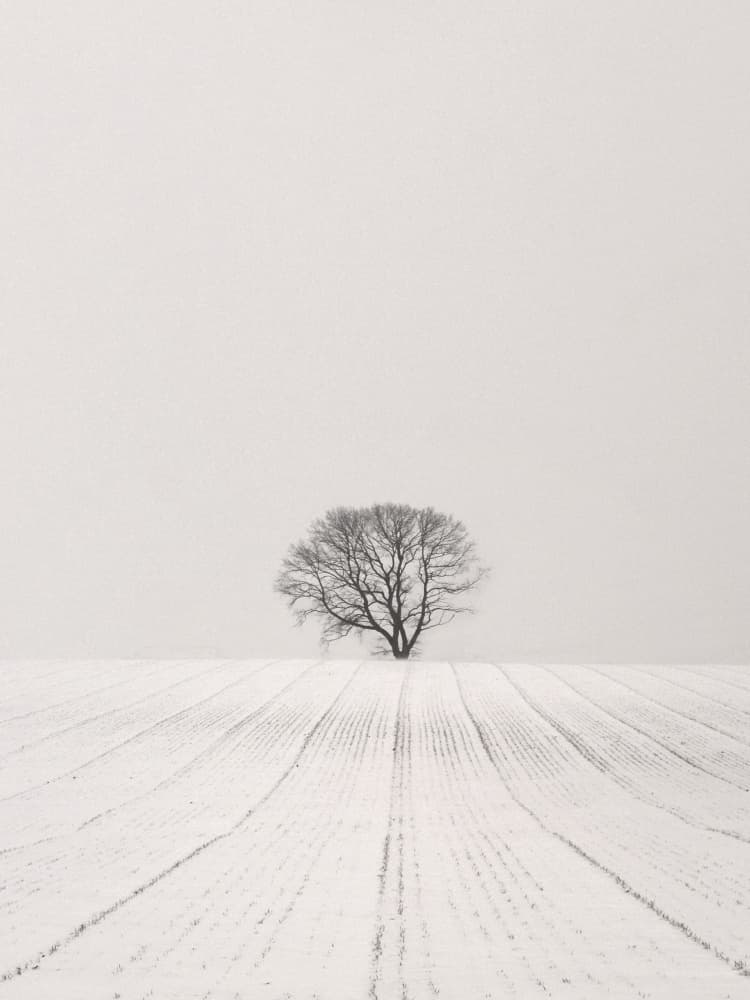 Solitary Winter Tree by Lena Weisbek — canvas wall art
