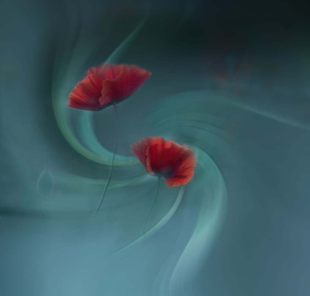 Dreamy Red Poppies by Judy Tseng — canvas wall art