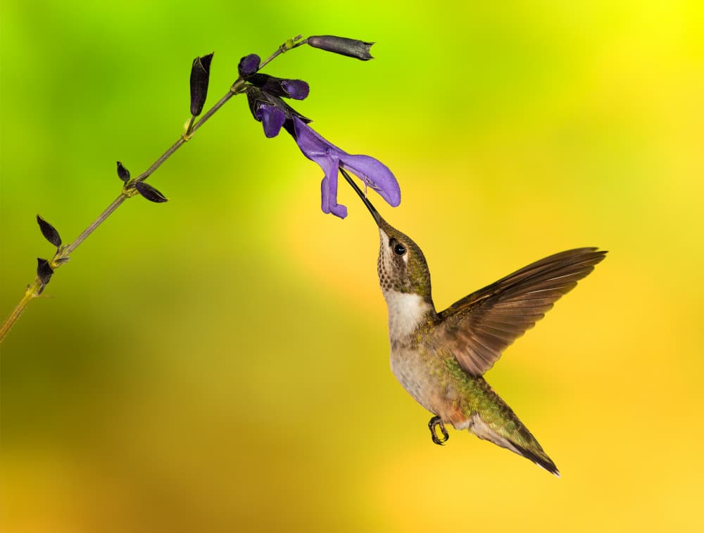 Hummingbird Feeding Bloom by Dani BS. — canvas wall art