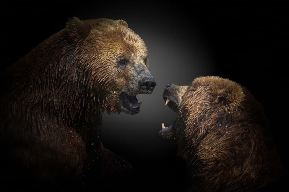 Grizzly Bear Roar by Jörg  Vollrath — canvas wall art