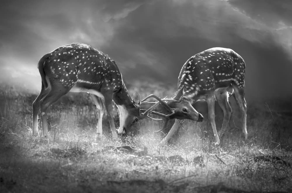 Powerful Antler Clash by Anita Singh — canvas wall art