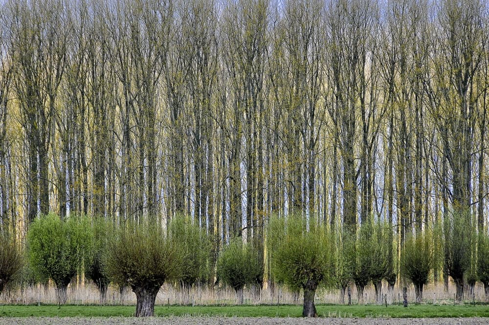 Spring Willow Tree Line by Henk van Maastricht — canvas wall art