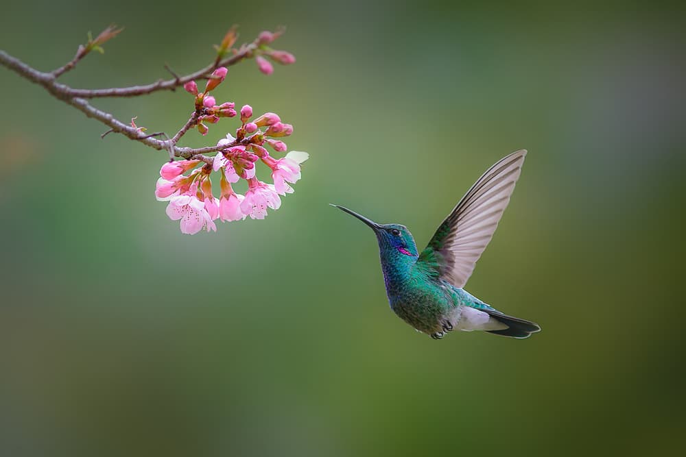 Vibrant Hummingbird Blossoms by Adhemar Duro — canvas wall art