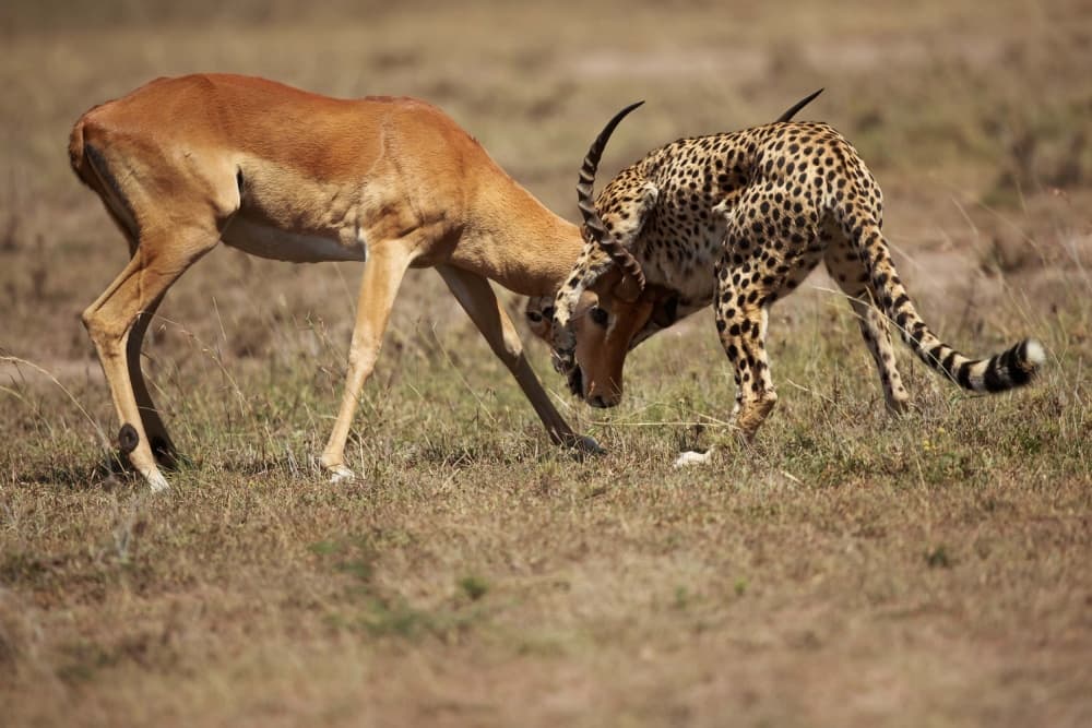 Cheetah Impala Attack by Massimo Mei — canvas wall art