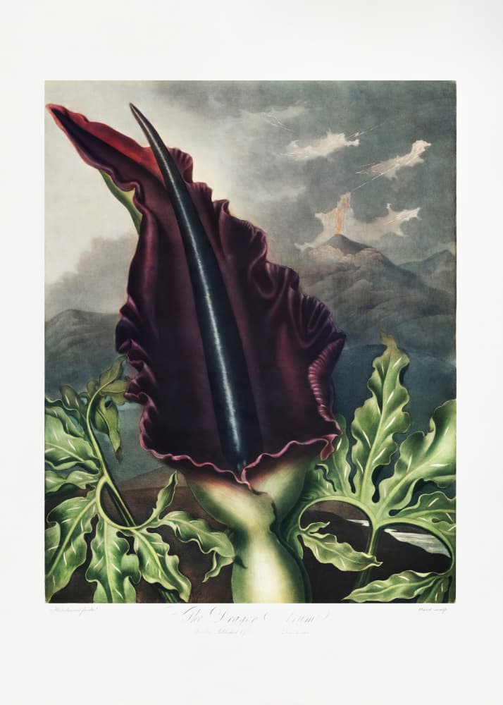 The Dragon Arum from The Temple of Flora (1807) by Robert John Thornton — canvas wall art