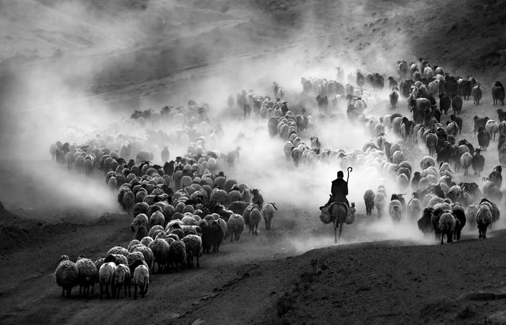 Shepherd Leading Dusty Flock by durmusceylan — canvas wall art