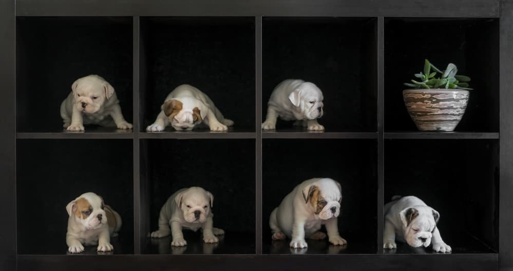 Adorable Bulldog Puppies by Gert van den Bosch — canvas wall art