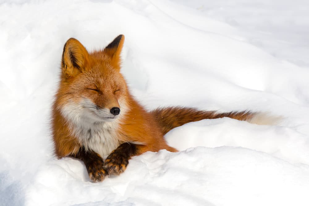 Peaceful Fox in Snow by Denis Budkov — canvas wall art
