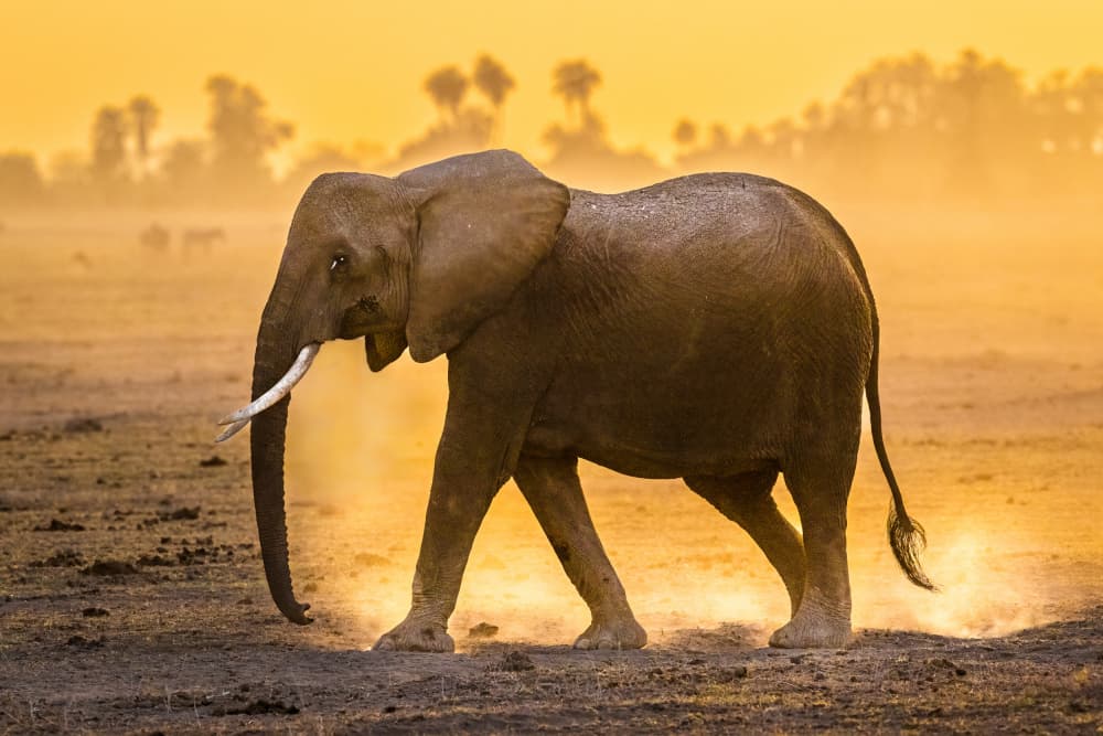 Majestic African Elephant by Jeffrey C. Sink — canvas wall art