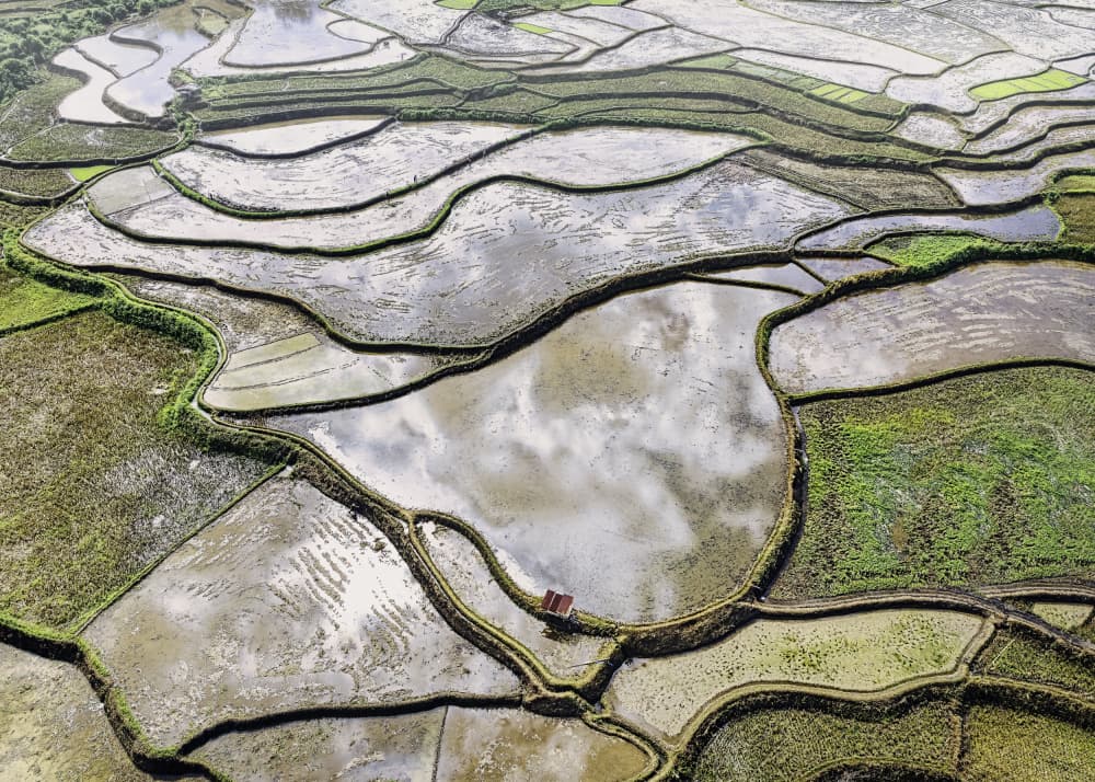 Reflecting Rice Paddies by Liguang Huang — canvas wall art