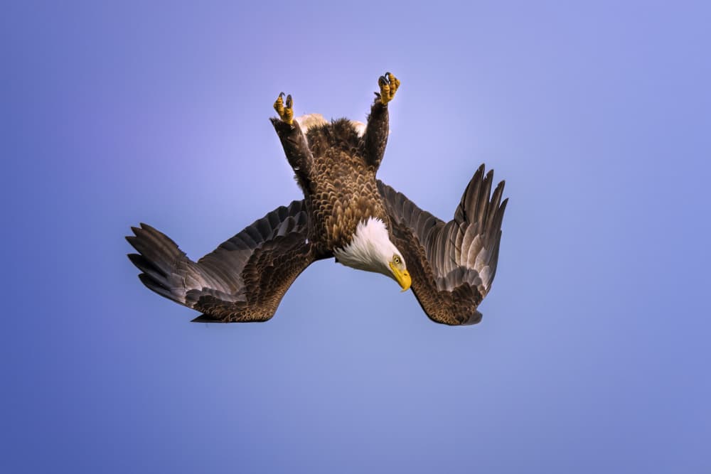 Swooping Down by Anna Zhang — canvas wall art