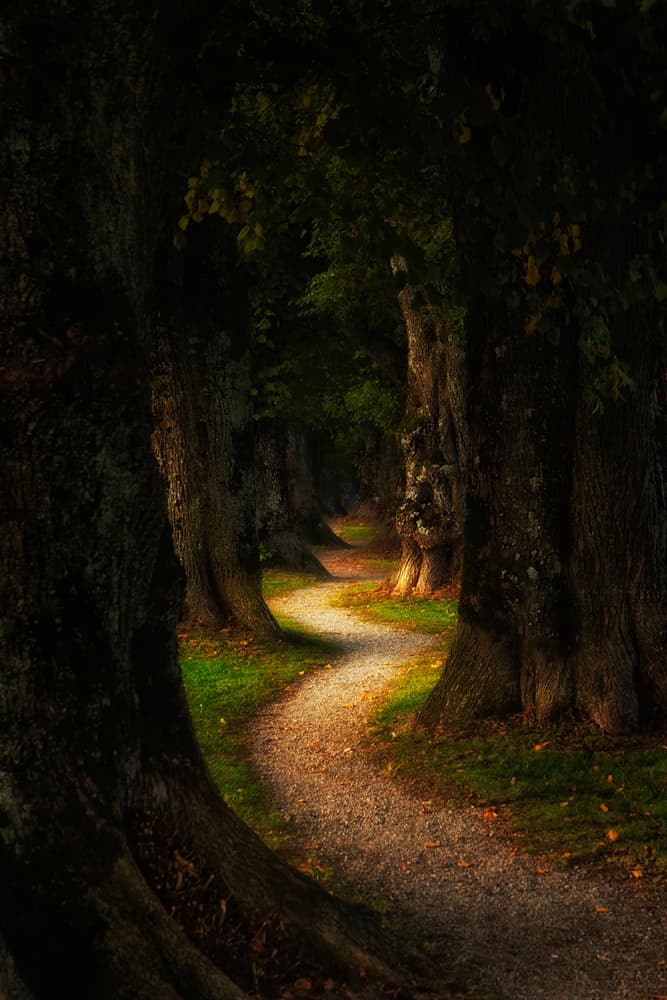 Enchanted Forest Path by iso66 — canvas wall art