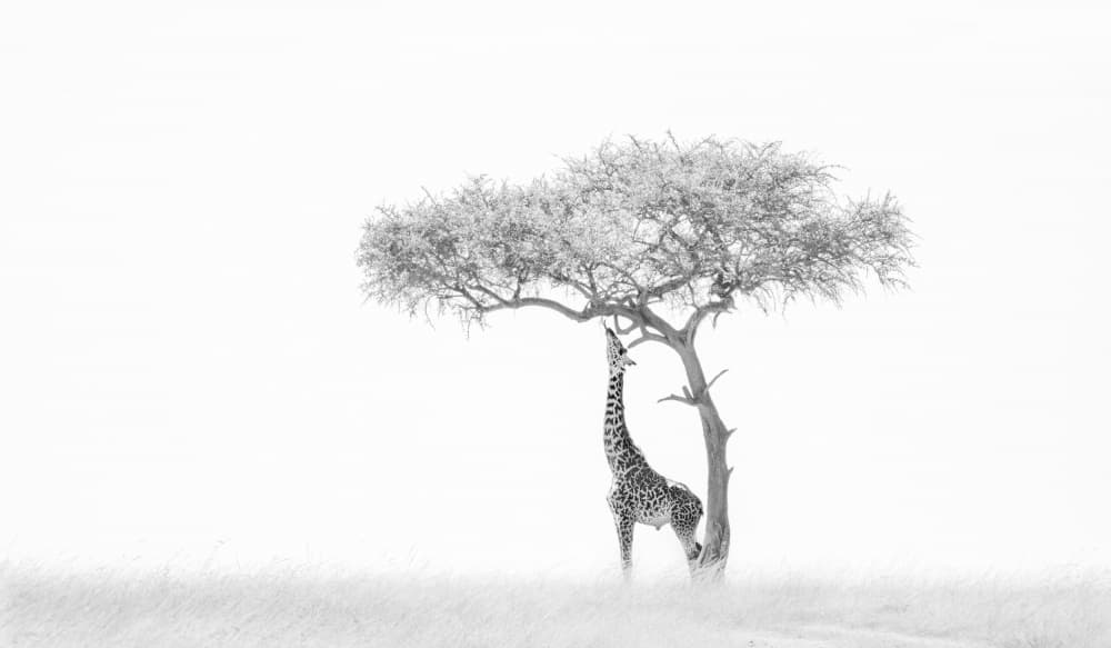 Serene Giraffe Acacia Tree by MIN LI — canvas wall art