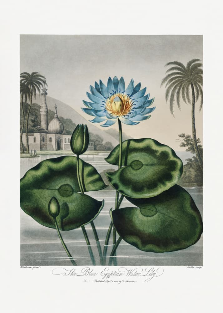 The Blue Egyptian Water-Lily from The Temple of Flora (1807) by Robert John Thornton — canvas wall art