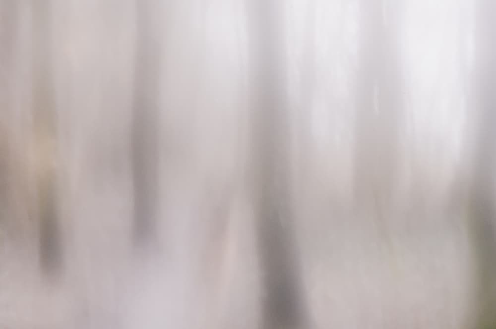 Misty Forest Blur by Imaginative — canvas wall art