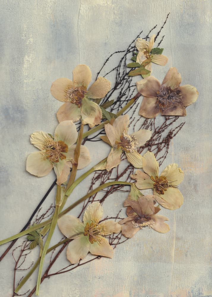 Delicate Pressed Flowers by Maira Ribena — canvas wall art