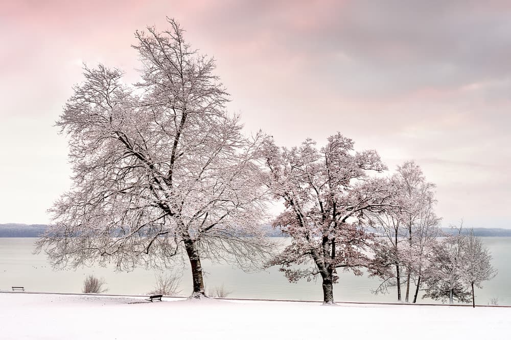 Snowy Lakeside Trees by Ulrike Eisenmann — canvas wall art