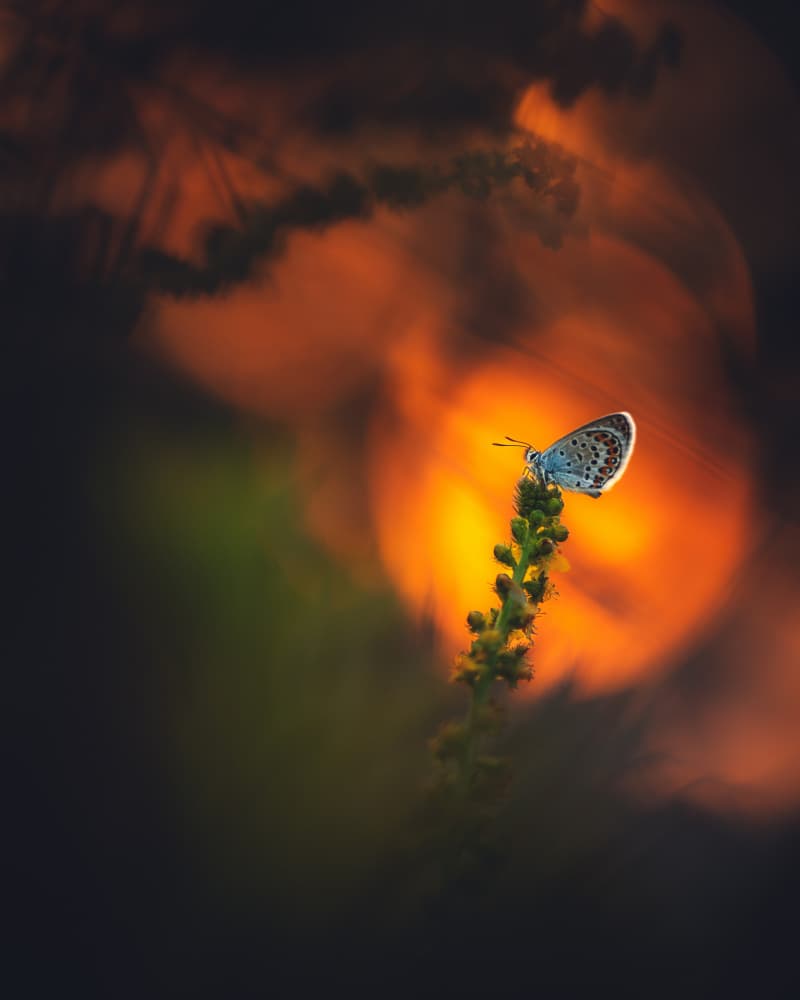 Butterfly In Warm Light by Pali Gerec — canvas wall art