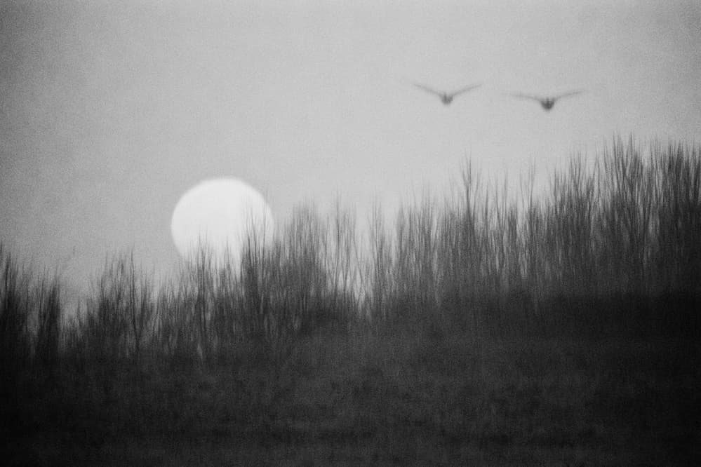 Misty Sun Birds by ADIREK M — canvas wall art