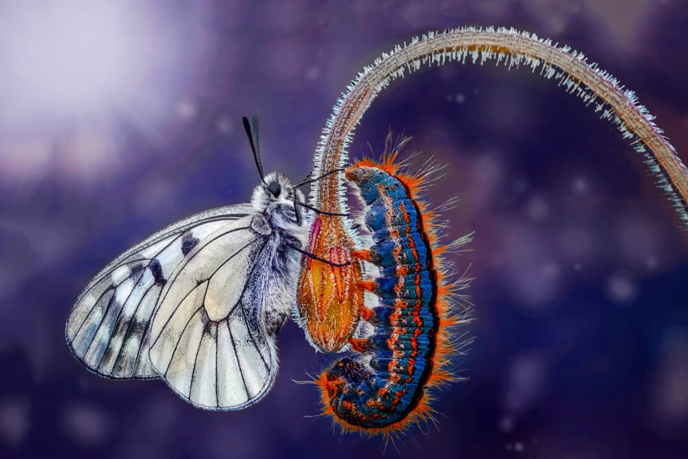 Colorful Butterfly Caterpillar by Mustafa öztürk — canvas wall art