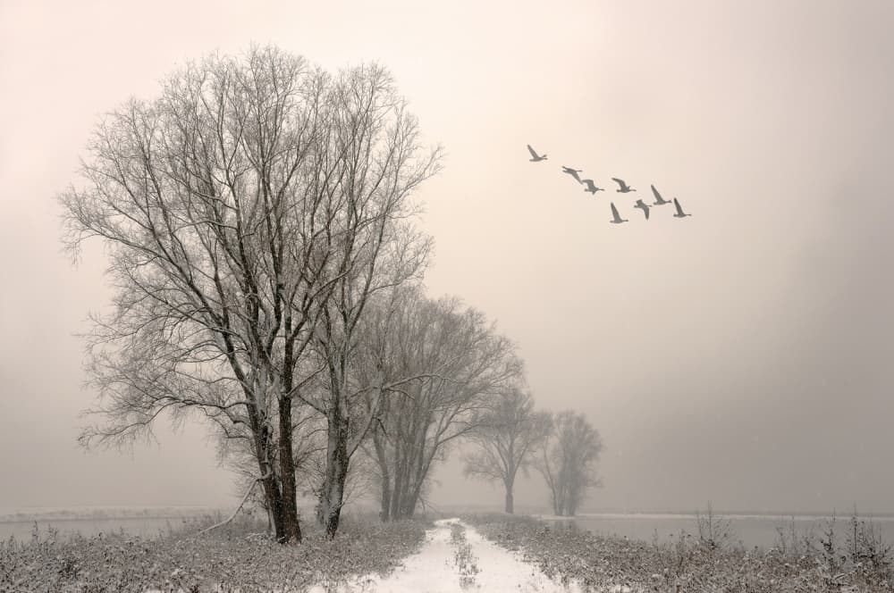Misty Winter Trees and Birds by Lou Urlings — canvas wall art