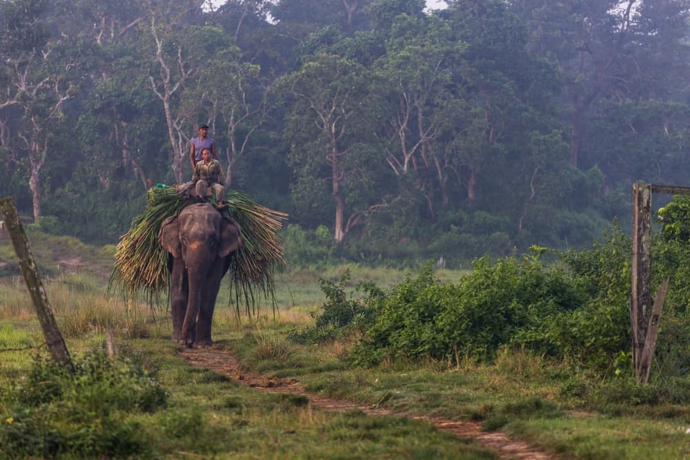 Elephant Through Misty Forest by Tomasz Wozniak — canvas wall art