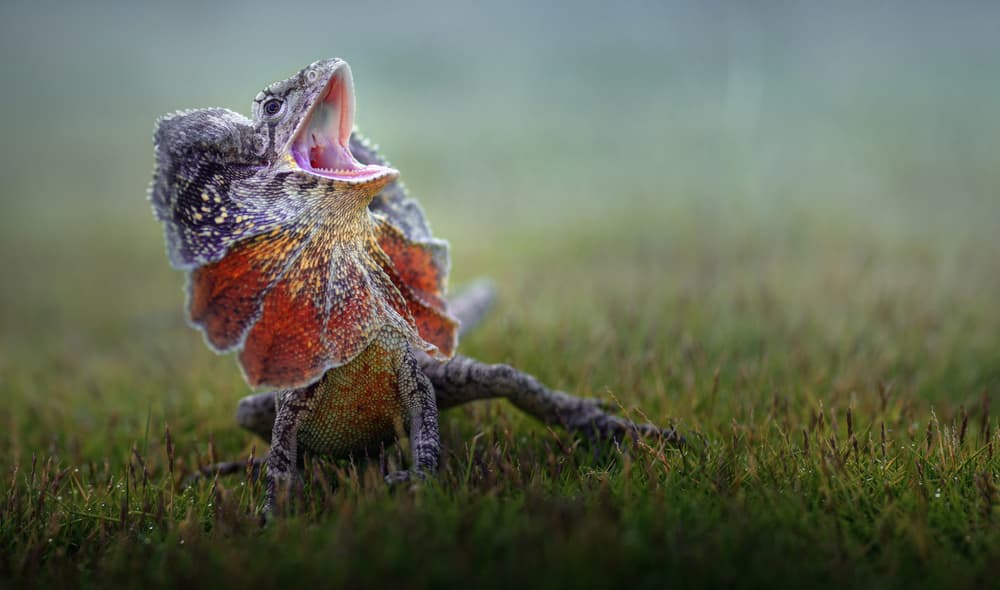 Frilled Lizard Yawn by Fahmi Bhs — canvas wall art