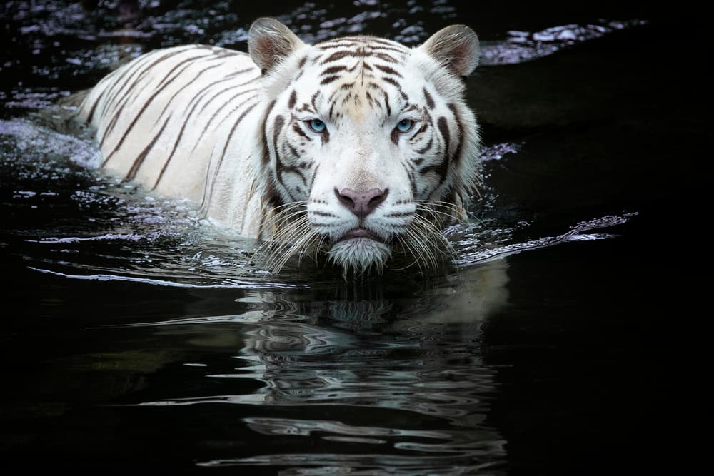 White Tiger Gaze by Renee Doyle — canvas wall art