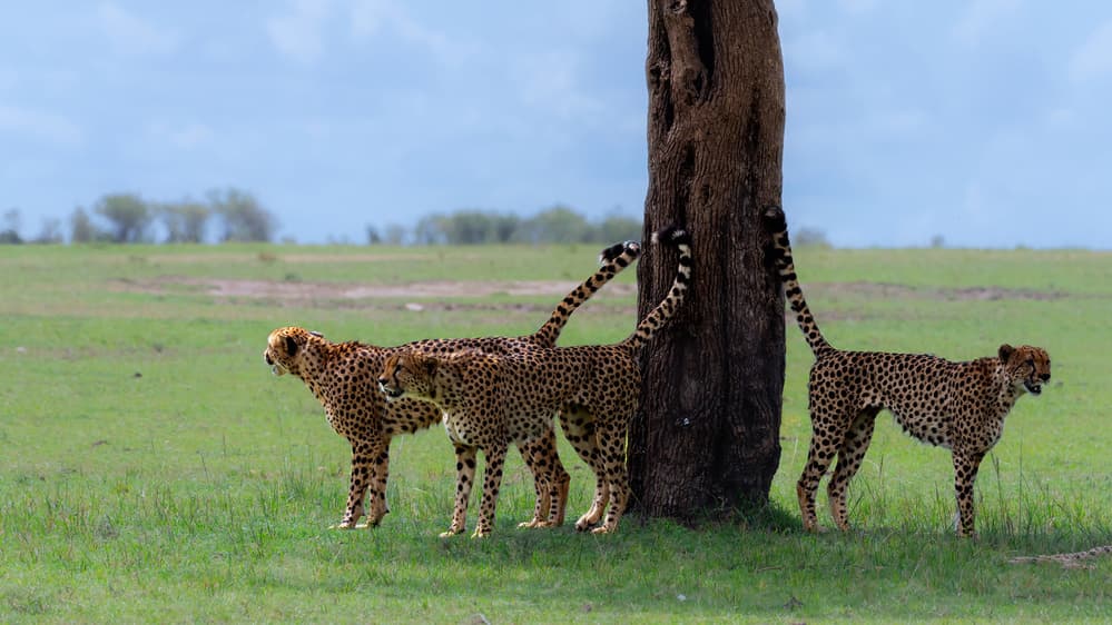 Cheetahs on the Savanna by Jie Fischer — canvas wall art