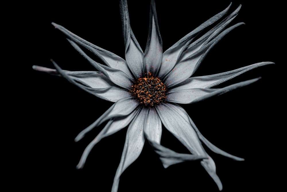 Elegant Silver Bloom Black by TaranSohal — canvas wall art