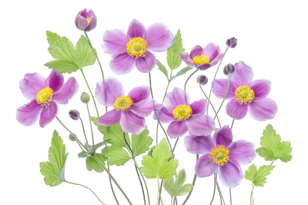 Anemone 'Hadspen Abundance' by Mandy Disher — canvas wall art
