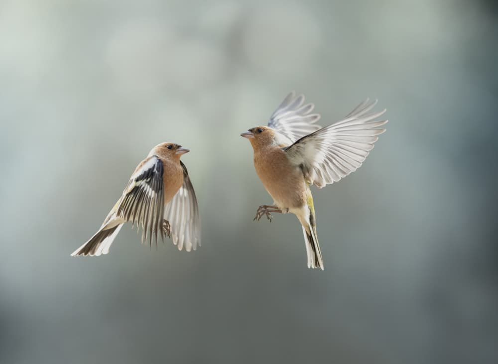 Finches in Flight by Marco Barisone — canvas wall art