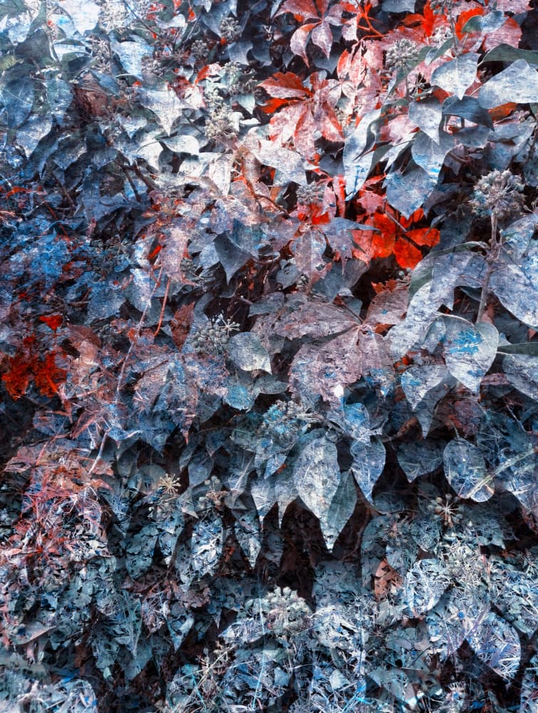 Vibrant Blue Red Foliage by Angelo Cerantola — canvas wall art